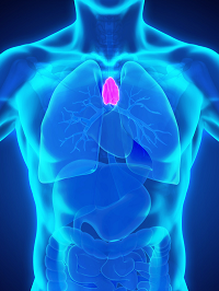 thymus