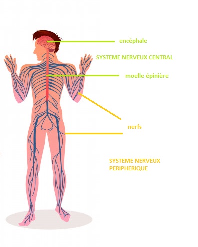 système nerveux