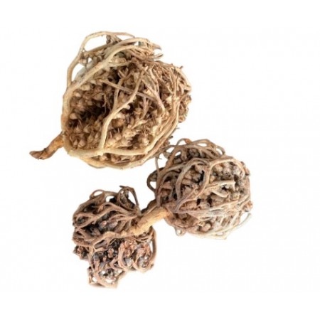 Rose de Jericho- Chajarat Maryem 40g environ