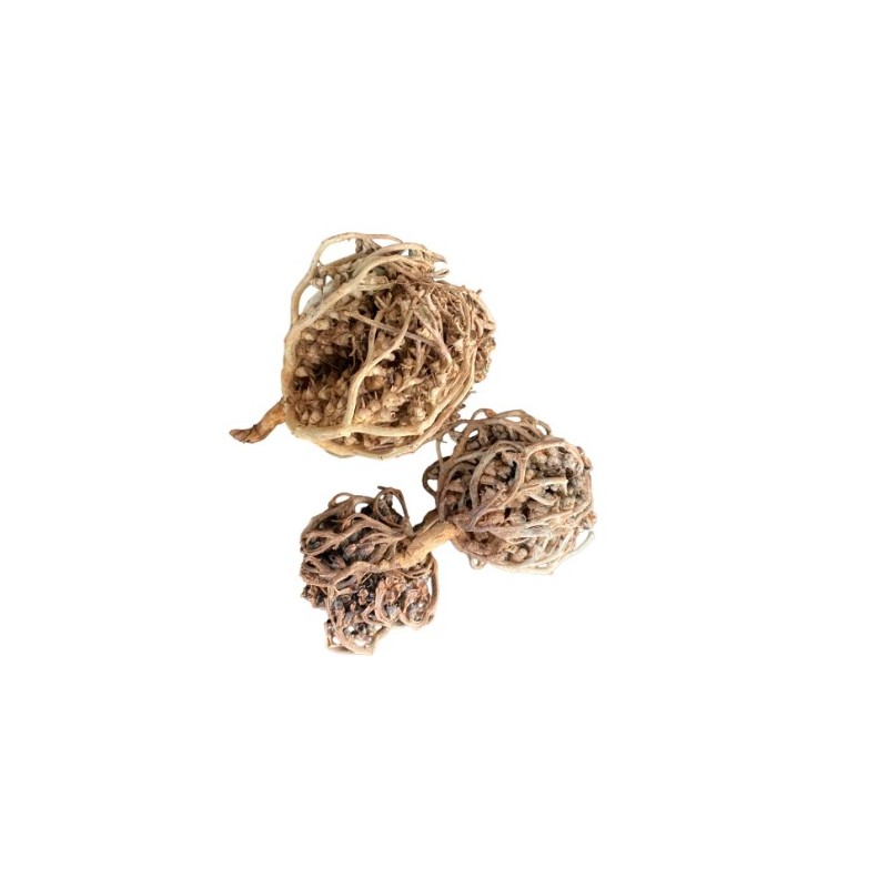 Rose de Jericho- Chajarat Maryem