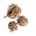 Rose de Jericho- Chajarat Maryem